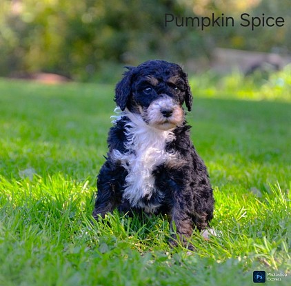 Pumpkin Spice