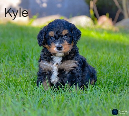 Kyle