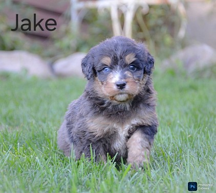 Jake