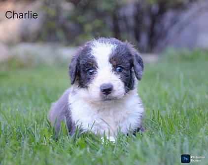 Charlie