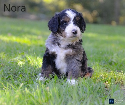 Nora