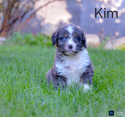 Kim
