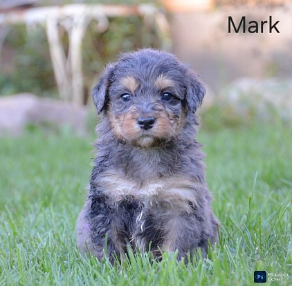 Mark