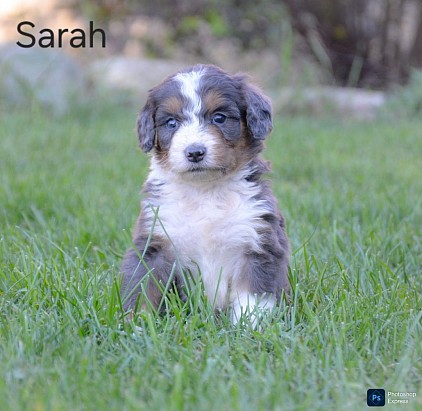 Sarah